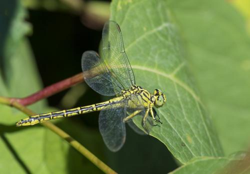 Stylurus flavipes